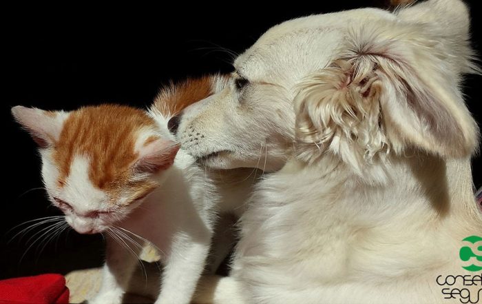 Seguro para animais domésticos